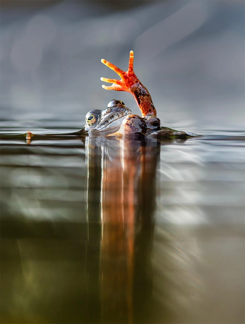 The Nikon Comedy Wildlife Awards