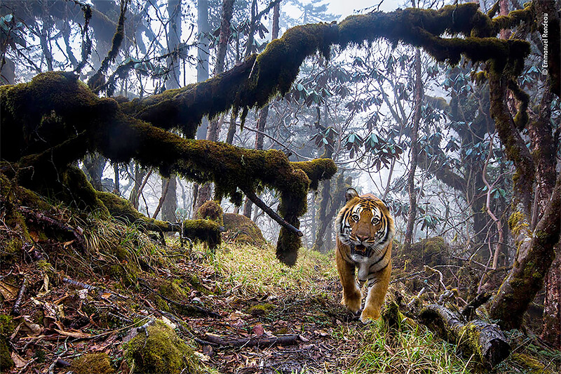 Wildlife Photographer Of The Year 2020 Photo Contest