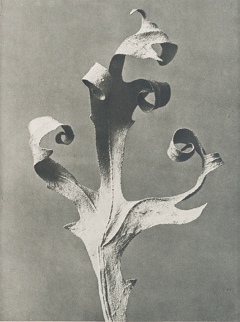 All the Marvelous Surfaces: Photography Since Karl Blossfeldt