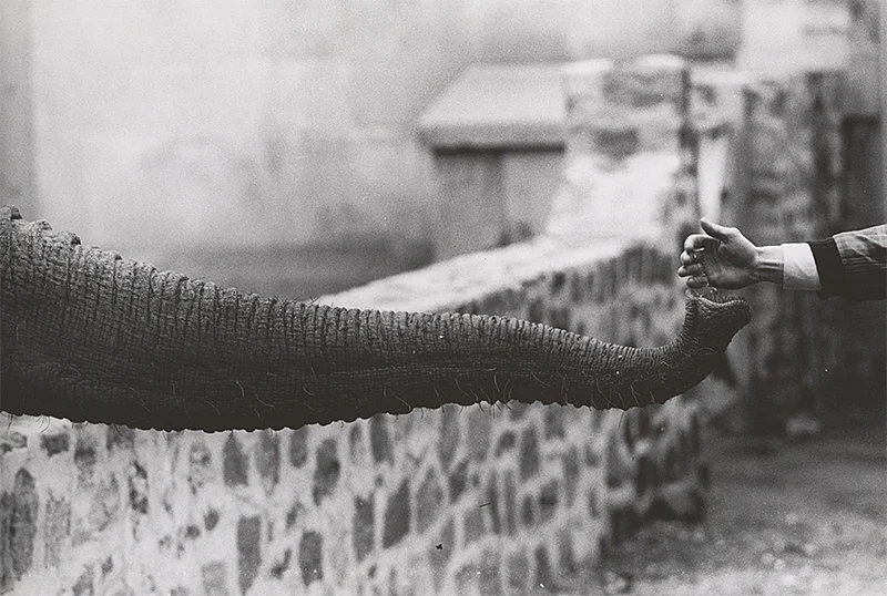 Animality: 100 Years of Photographs