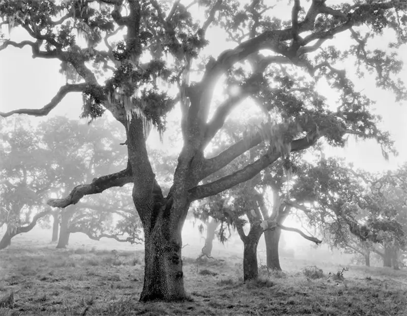 Anne Larsen and John Sexton, Embracing Light