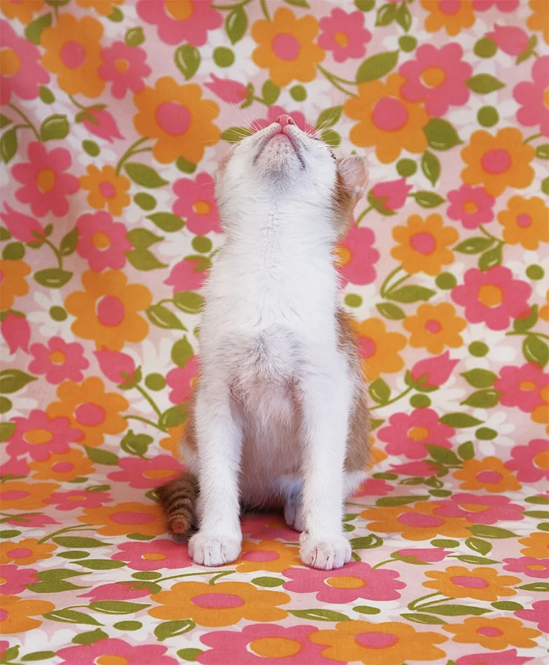 Arne Svenson: Sock Monkeys and Strays