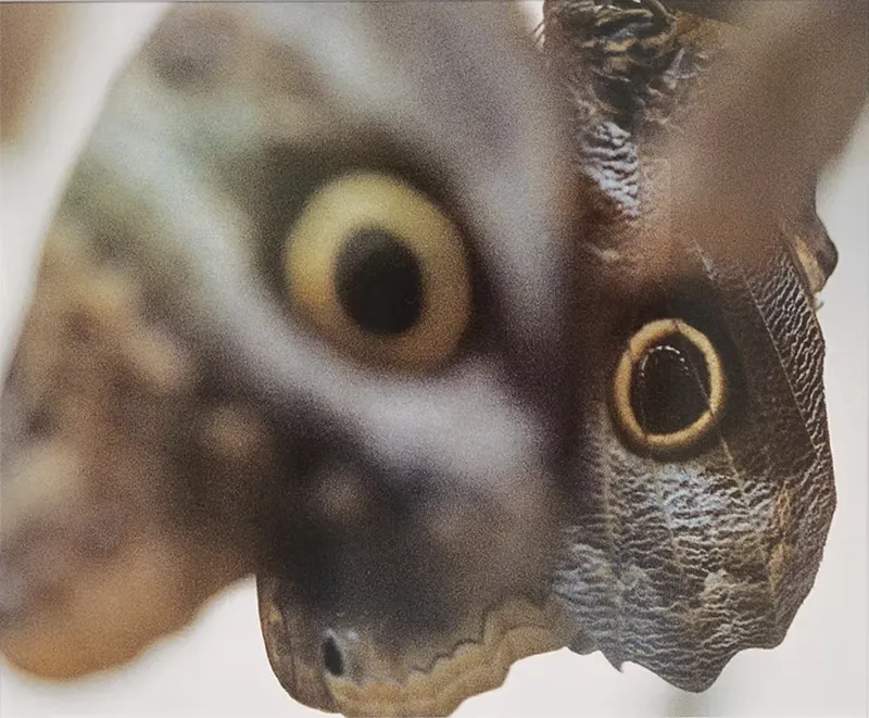 Assaf Evron: if a butterfly ever saw an owl