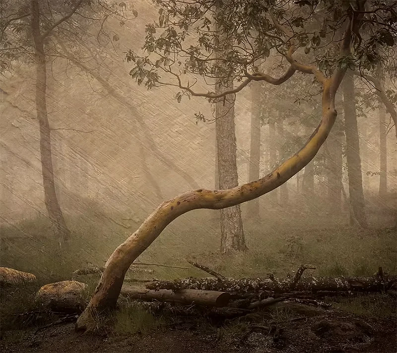 Balance / Repetition / Disruption