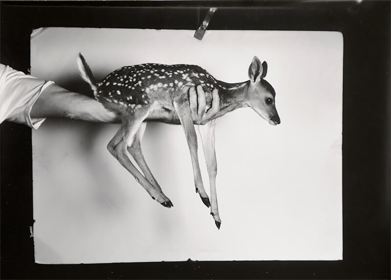 Blackfork Bestiary: Robert Langham