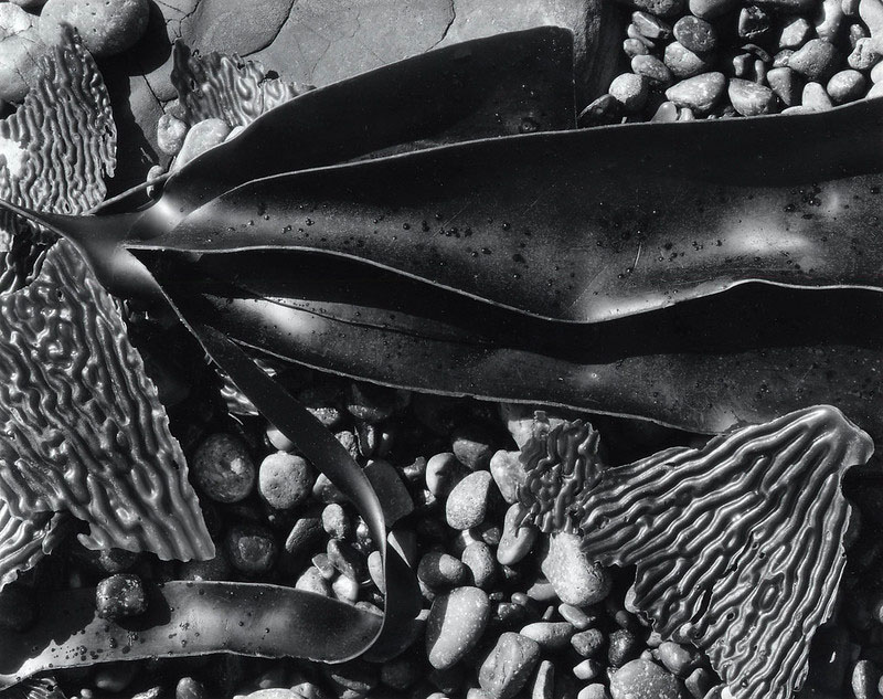 Brett Weston