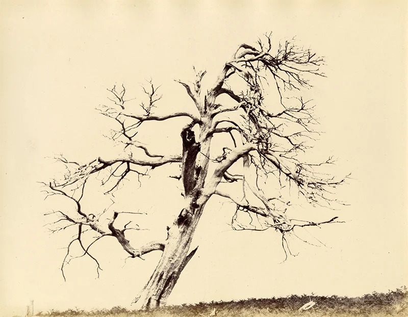 British Landscapes: Early Photographs