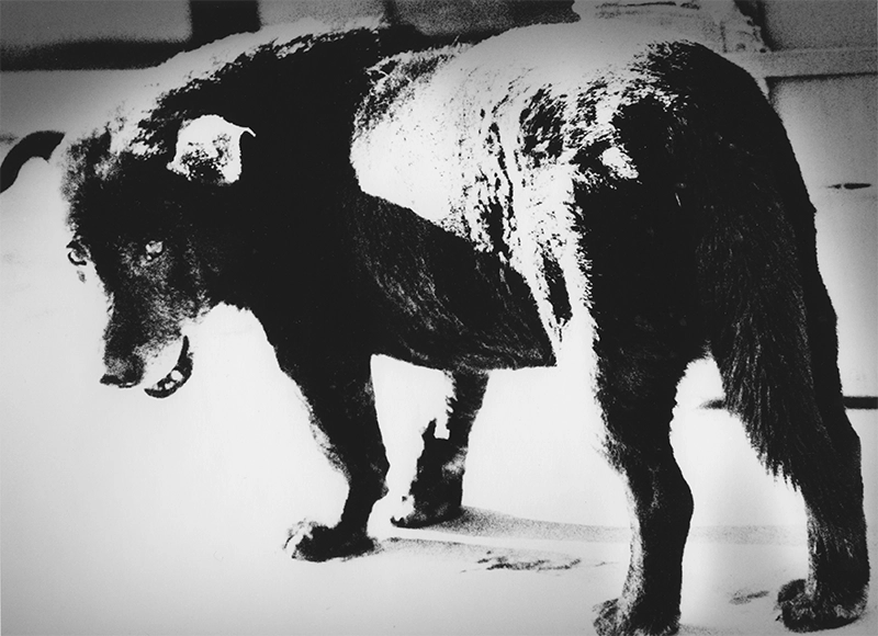 Daido Moriyama: Dog and Man