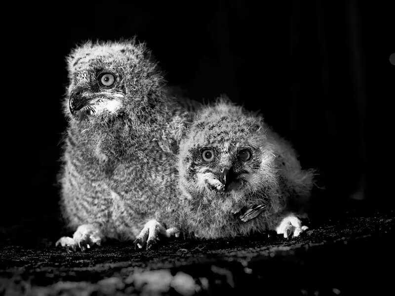 Debbie Fleming Caffery: Portrait of Birds