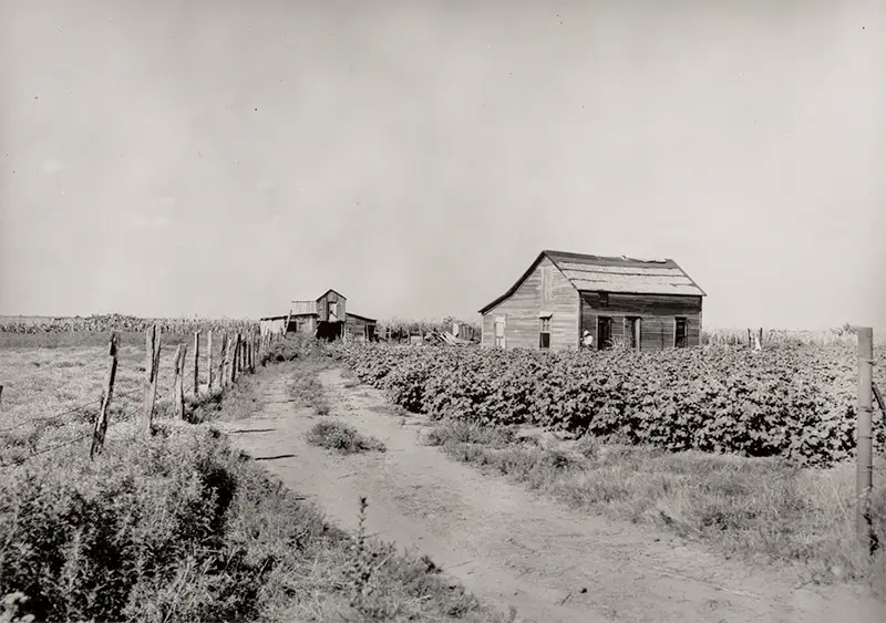 Dorothea Lange & Friends, Wine Country Harvest