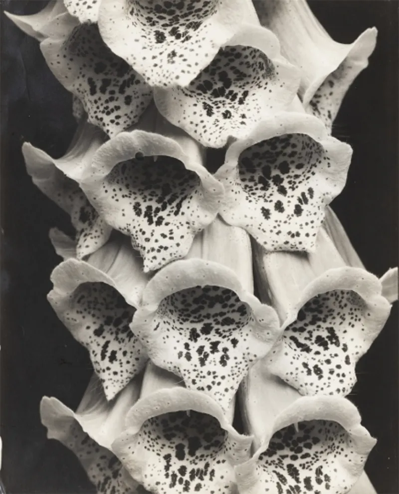 Edward Steichen and the Garden