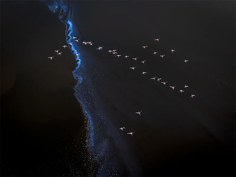 Elements of Wonder: When Nature Becomes Art