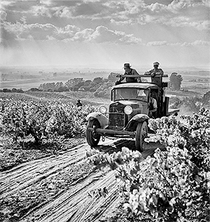 Fred Lyon: Vineyards