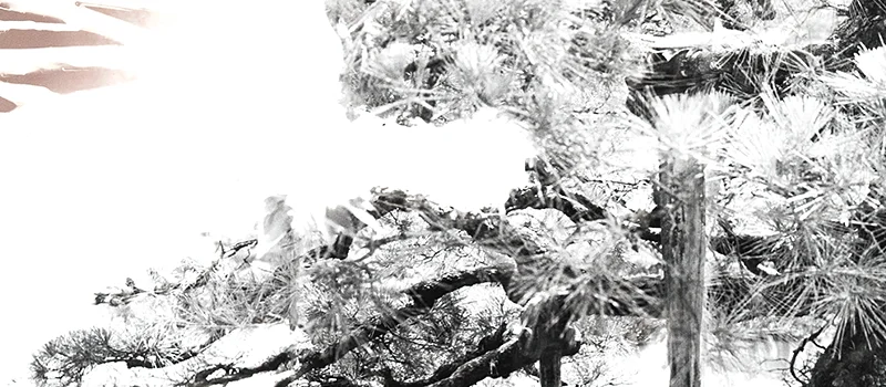 Gerald Incandela: Photographic Drawings