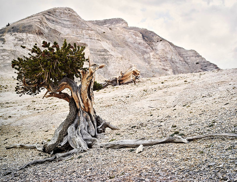 Ian van Coller: Naturalists of the Long Now