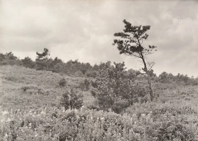 In Focus: Photographing Plants