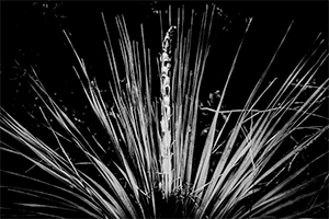 In the Vault: Ada Trillo