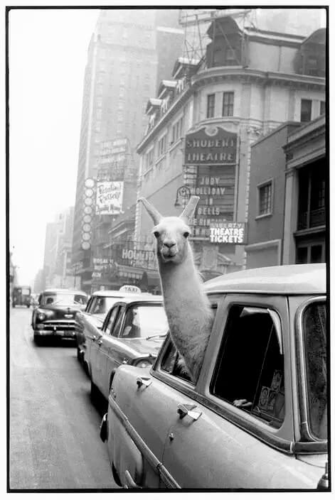 Inge Morath