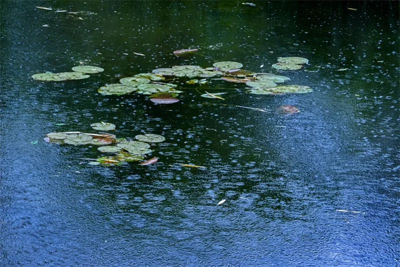 Janet Russek + David Scheinbaum: Giverny