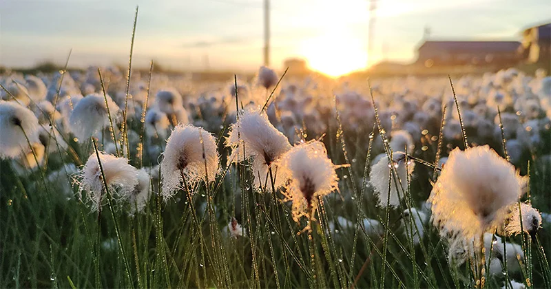 Jeron Joseph: Sacred Ground
