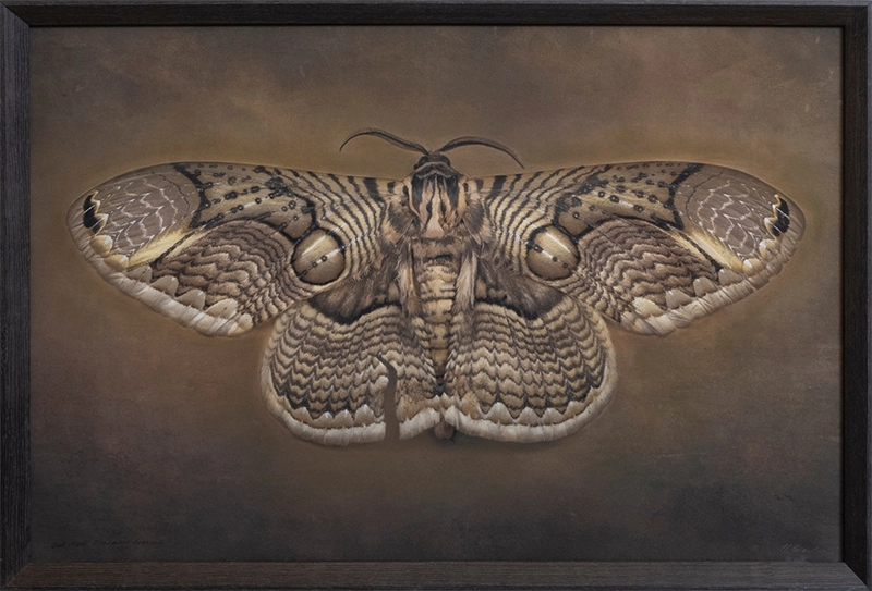 Kate Breakey: In Pursuit of Light