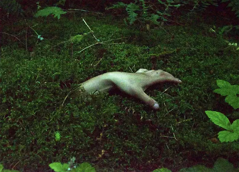 Kristina Sheufelt: Fallow Season
