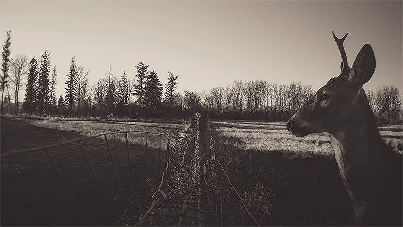 Lauren Grabelle: Deer Diary