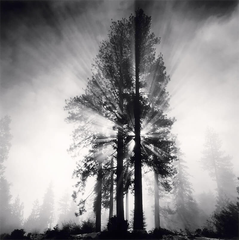 Michael Kenna: Trees