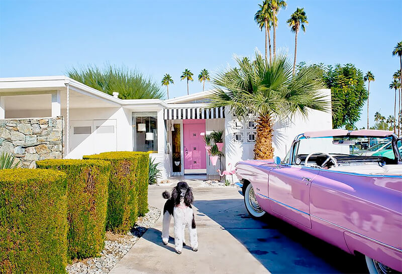 Palm Springs: Modern Dogs at Home Nancy Baron