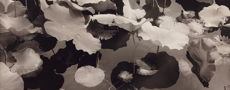 Photogenic: Selections from the James and Cherye Pierce