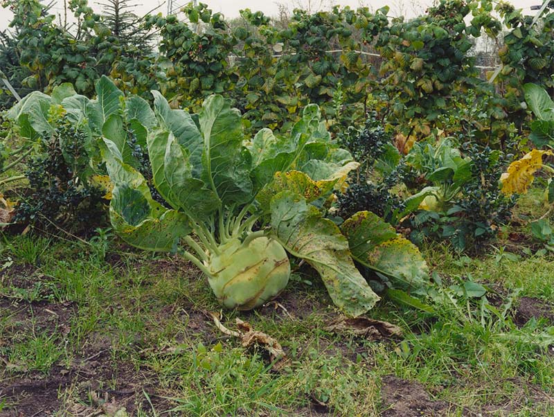 Simone Nieweg: Gardens