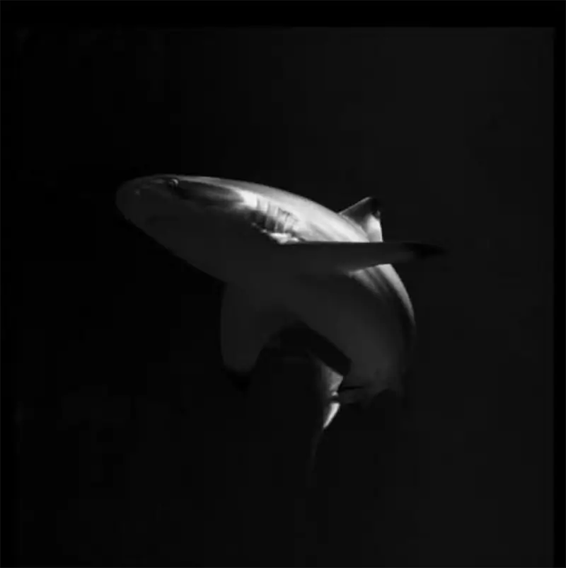 Symbiosis: Ruben Tomas