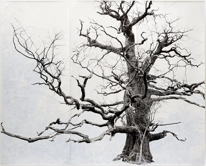 Tacita Dean: Blind Folly