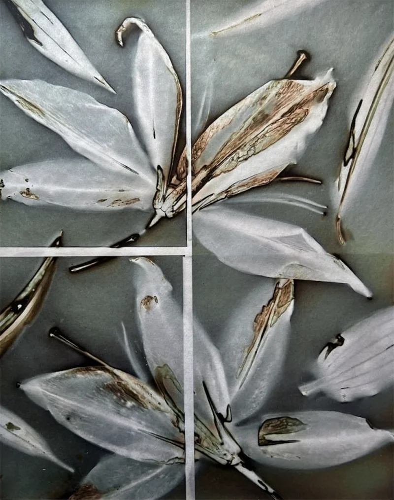 Teri Figliuzzi: Gathering