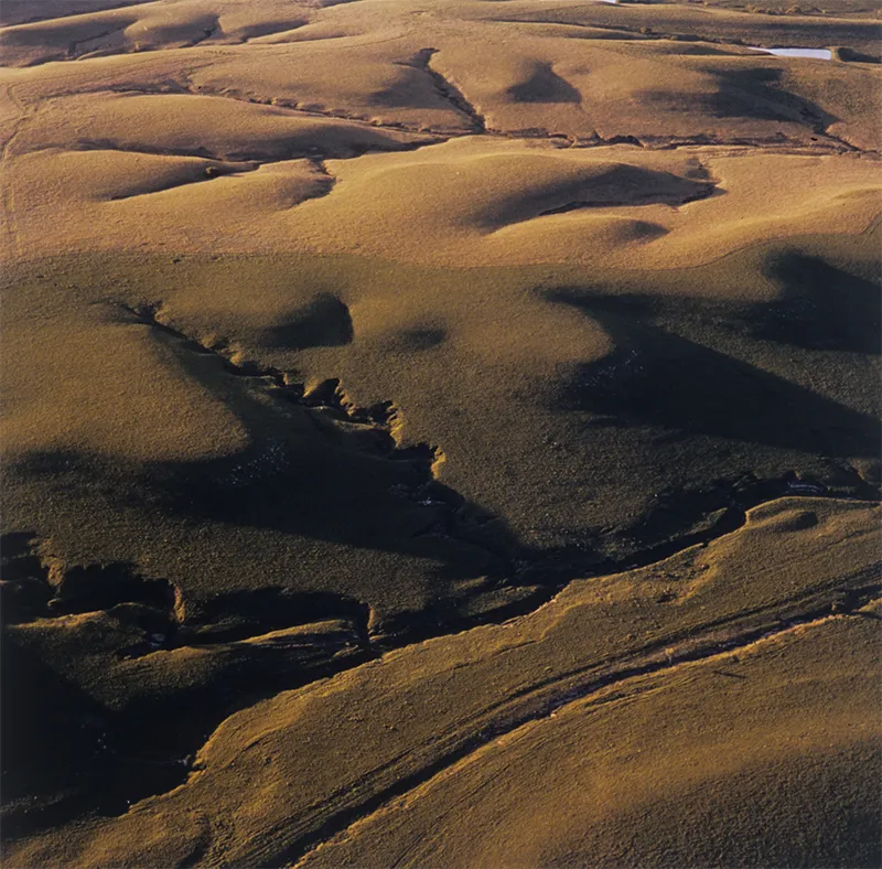 The Artist as Witness