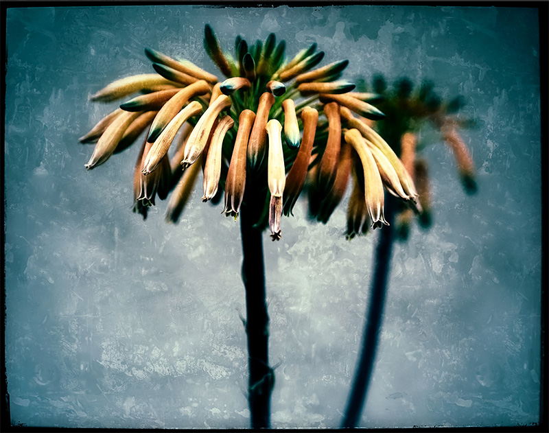 The Botany of Living