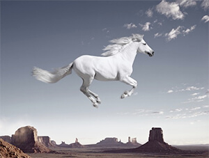 The Dog & Pony Show: A Group Photography Exhibition