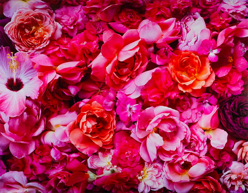 The Flower Show