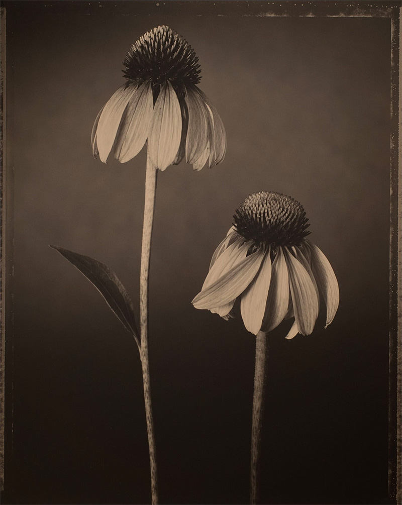 Tom Baril: Botanica