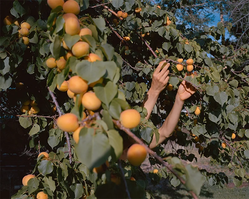 Trent Davis Bailey: The North Fork