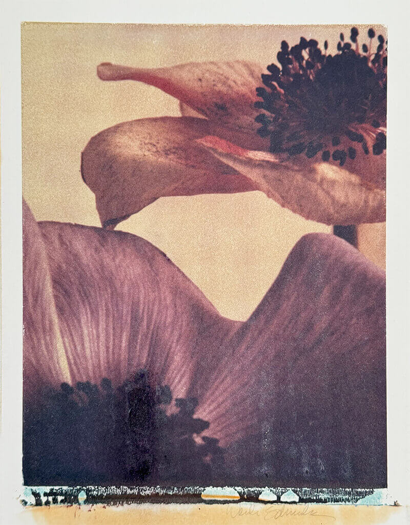 Wendi Schneider: BLOOM