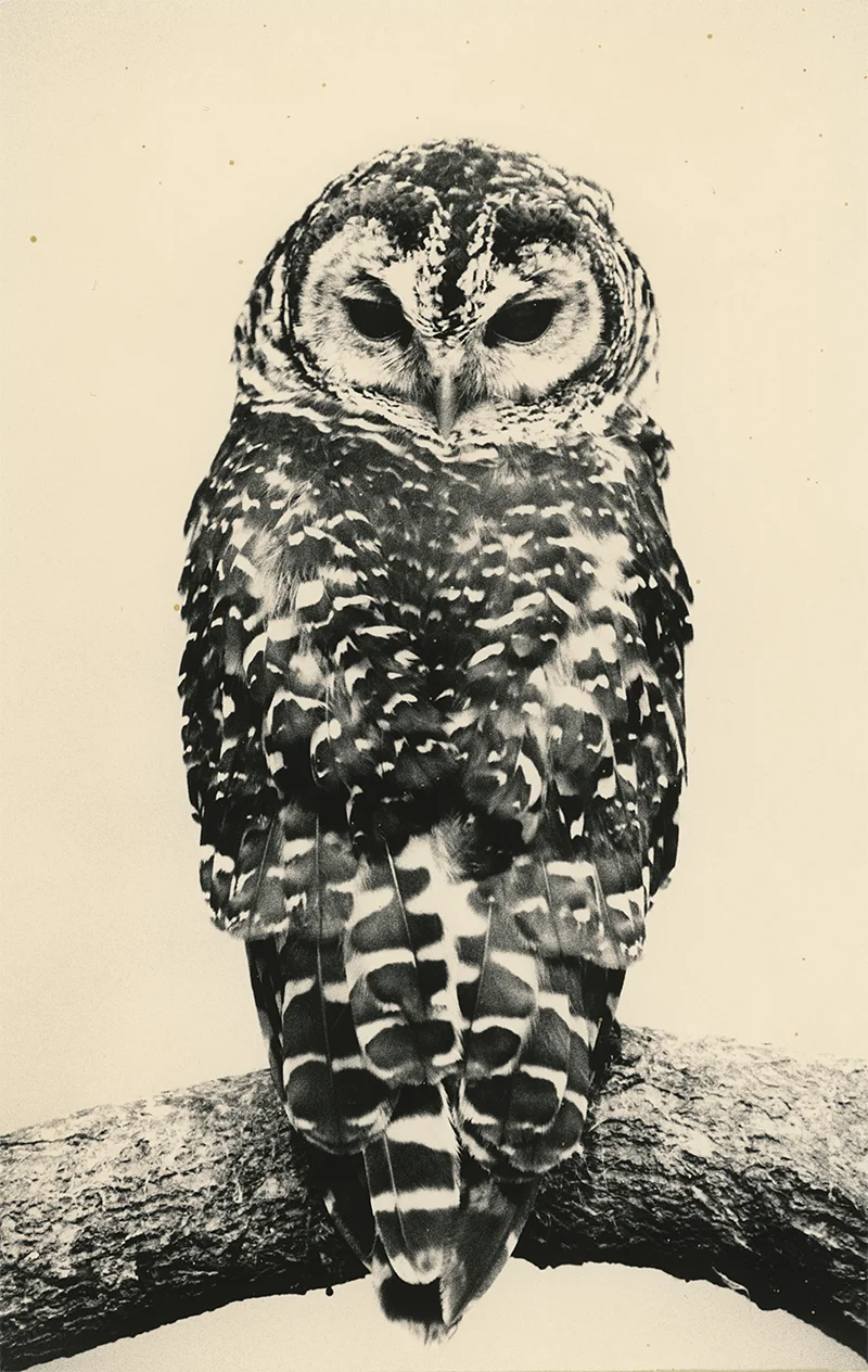 Yamamoto Masao: Ten Owls