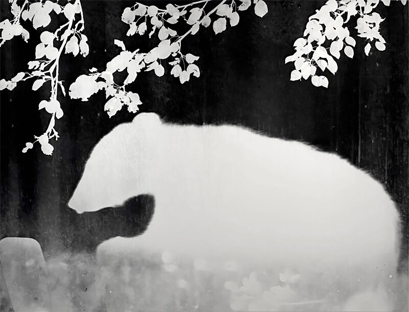 Zana Briski: Animalograms