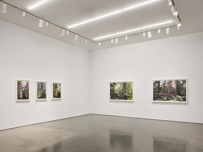 Yossi Milo Gallery