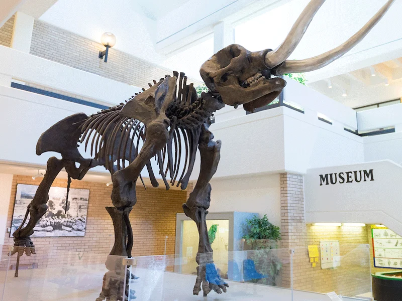 Arkansas State University Museum