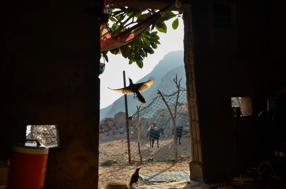 Detwah Lagoon, Socotra, Yemen on the 7th of May 2014. Sadiya’s bird flies into a tree after eating food off the ground. <p>© Amira Al-Sharif</p>