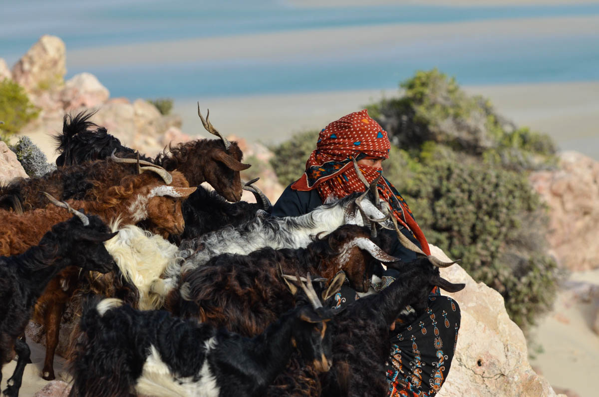 Detwah Lagoon, Socotra, Yemen on the 16th of June 2014. Sadiya and her goats. She feeds her goats every day at the same location.<p>© Amira Al-Sharif</p>