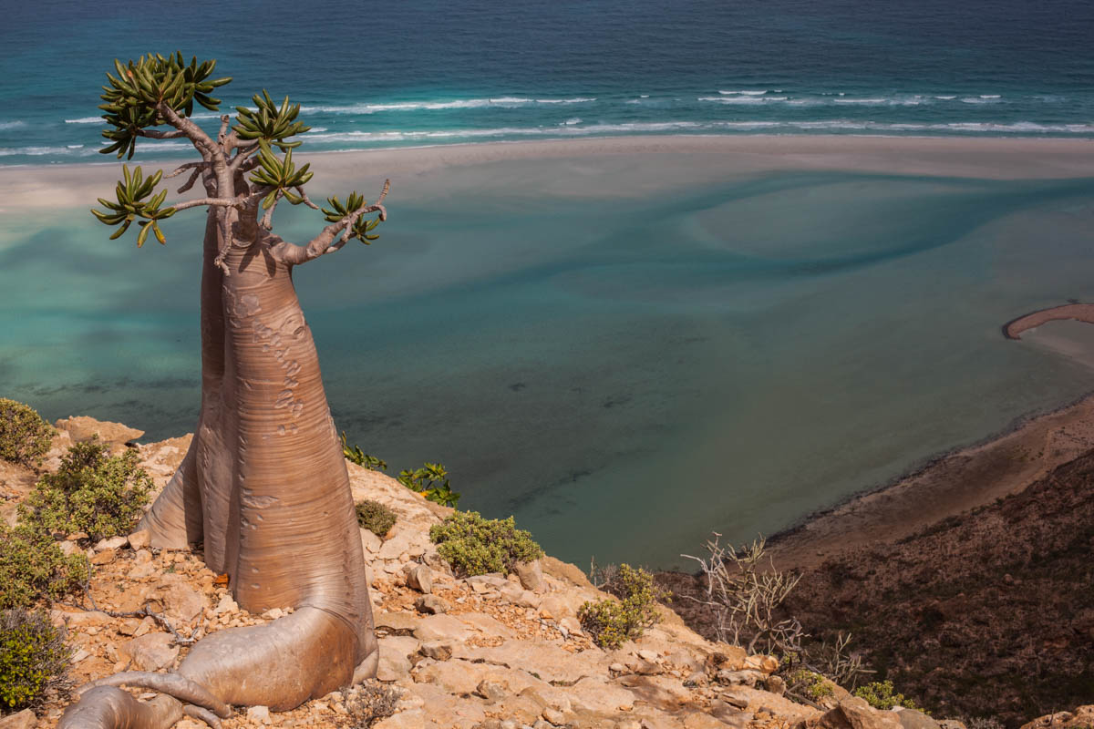 Detwah Lagoon, Socotra, Yemen on the 21st  of January 2014. Bottle tree, on the mountain above Detwah Lagoon.<p>© Amira Al-Sharif</p>