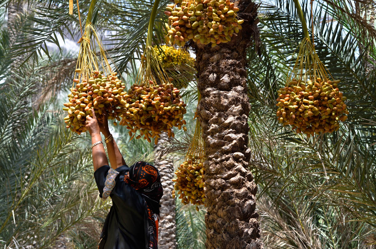 Qaiso, Socotra, Yemen on the 20th  of June 2014. Sadiya collects dates from Qaiso near Qalansiya.<p>© Amira Al-Sharif</p>