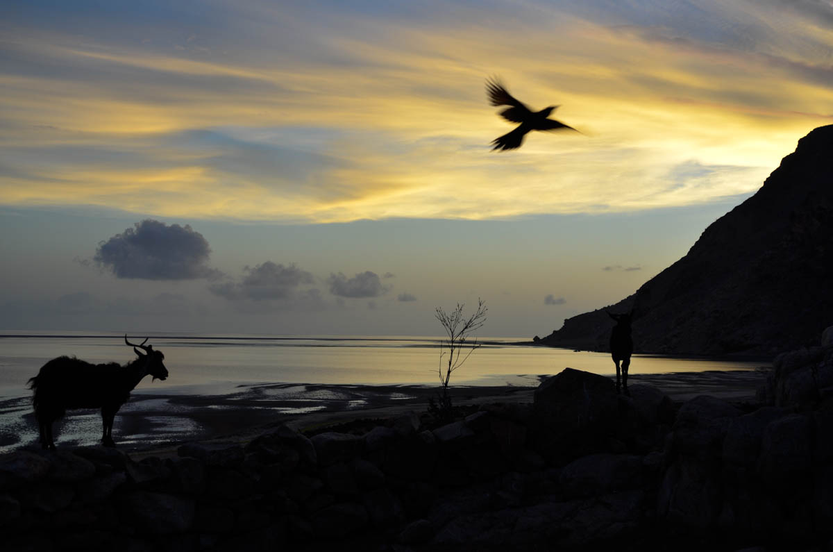 Detwah Lagoon, Socotra, Yemen on the 28th of May 2014. One of Sadiya’s goats and her bird early in the morning. <p>© Amira Al-Sharif</p>